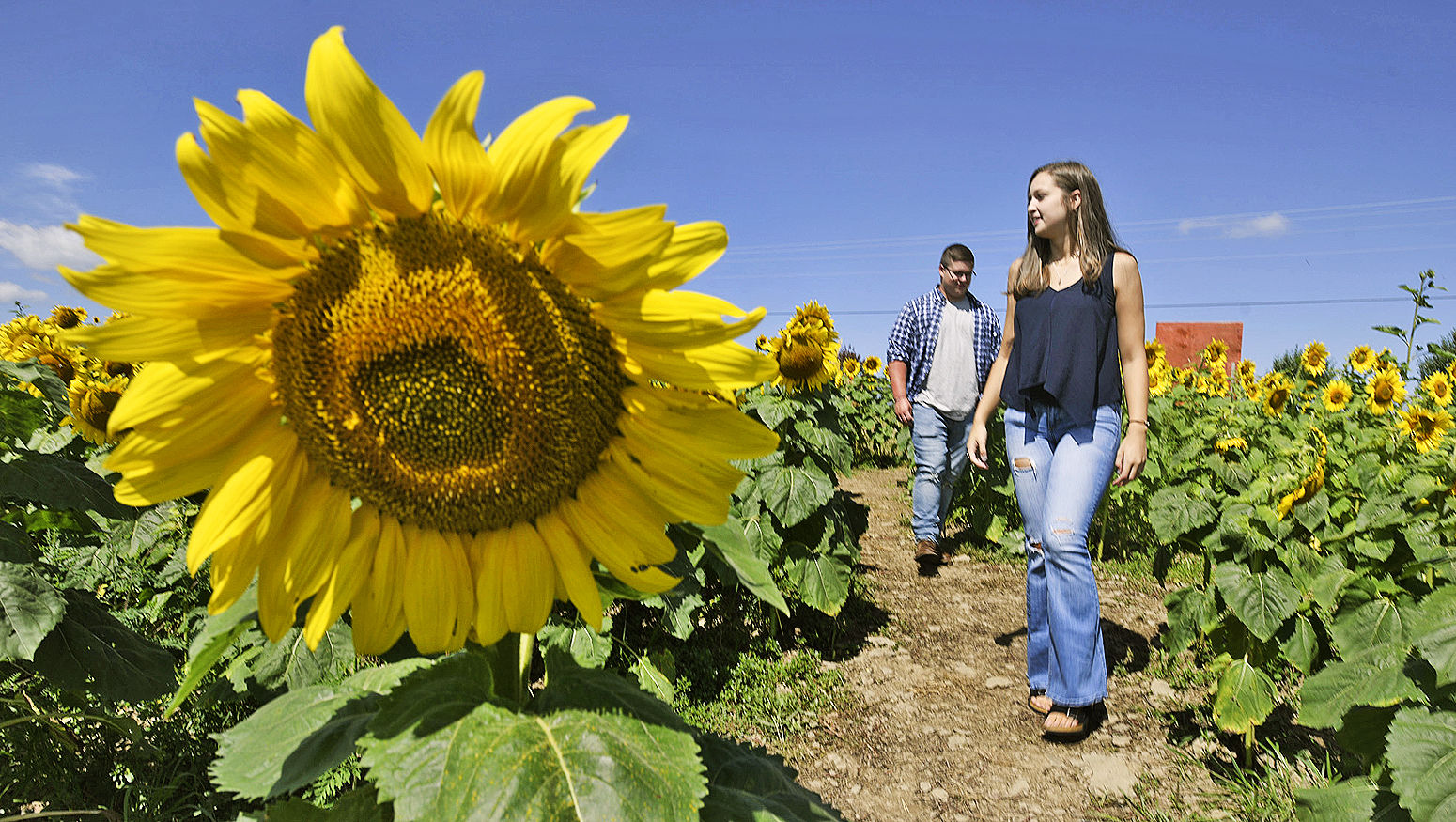 Smithmyer's Sunflower Maze